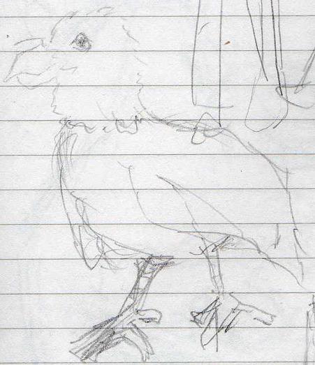 bird