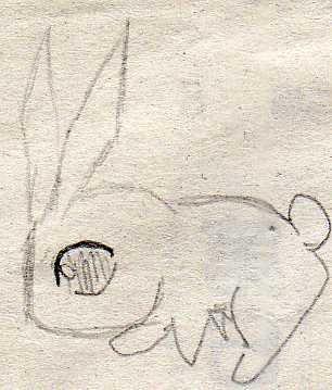 bunny